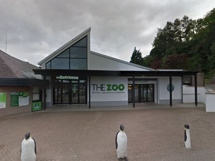 Zoo belfast first ever giraffe tripadvisor sensory rothschild hold belfastlive