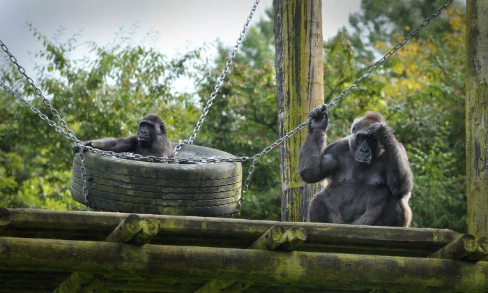 Belfast zoo